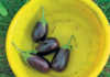 Getting started with brinjals