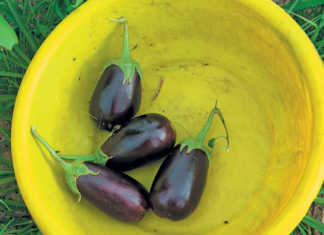 Getting started with brinjals