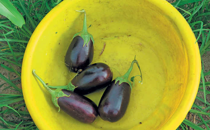 Getting started with brinjals
