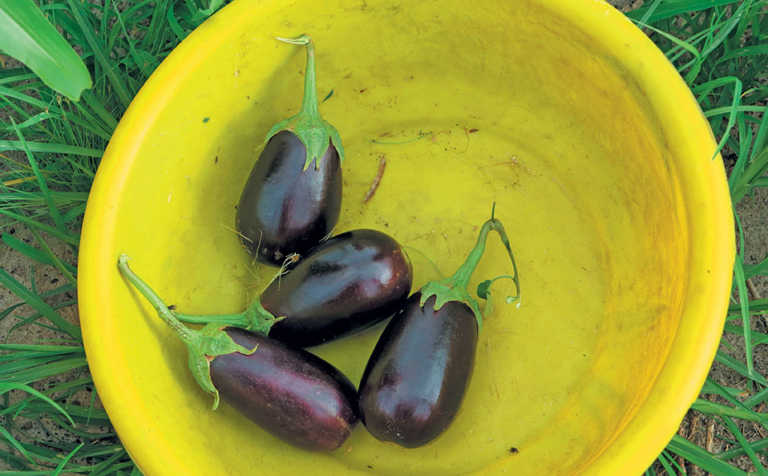 Getting started with brinjals Getting started with brinjals