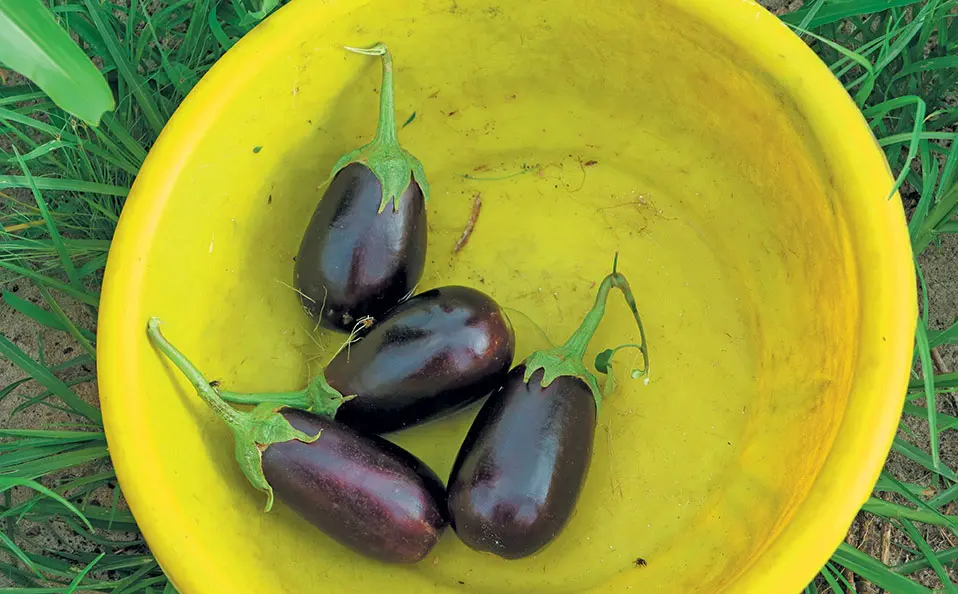 Getting started with brinjals