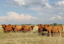 Crime stats show increase in stock theft Crime stats show an increase in stock theft