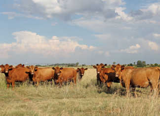 Crime stats show an increase in stock theft