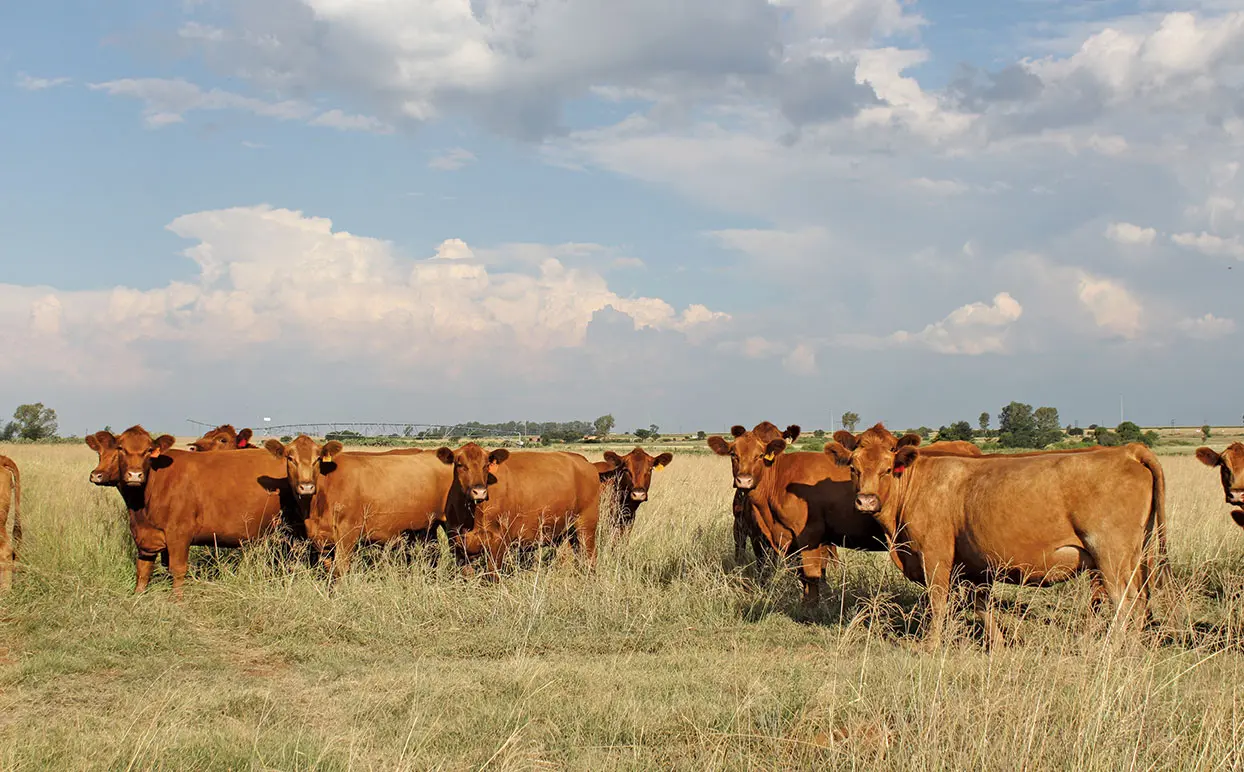 Crime stats show an increase in stock theft