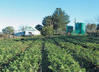 Work your networks, says self-taught veggie farmer