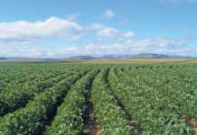 The benefits of soya bean production in South Africa