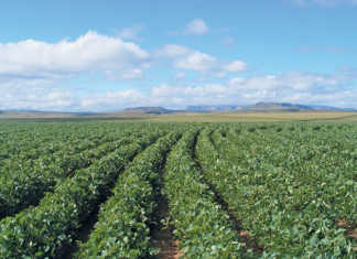 The benefits of soya bean production in South Africa