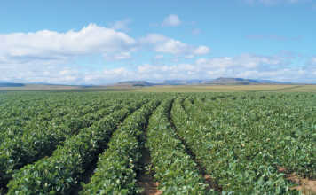 The benefits of soya bean production in South Africa