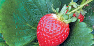 Strawberries: overcoming the stumbling blocks