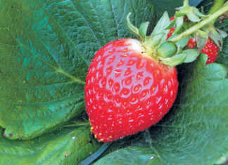 Strawberries: overcoming the stumbling blocks