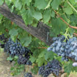 Stable outlook for table grape harvest, despite drought