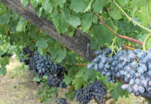 Stable outlook for table grape harvest, despite drought Stable outlook for table grape harvest, despite drought