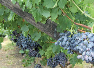 Stable outlook for table grape harvest, despite drought Stable outlook for table grape harvest, despite drought