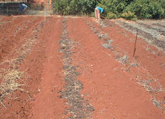 Preparing your vegetable patch