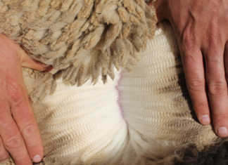 Join the Merino Sheep & Wool Experts Society