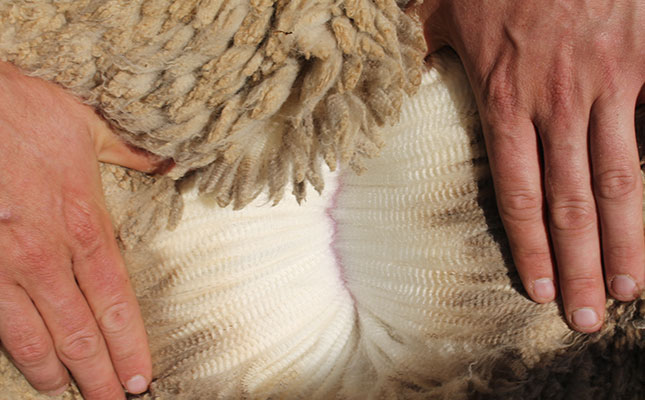 Join the Merino Sheep & Wool Experts Society Join the Merino Sheep & Wool Experts Society