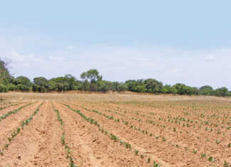 EU commits $7 million to agri development in Zimbabwe EU commits $7 million to agri development in Zimbabwe