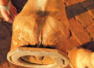 The fundamentals of hoof care