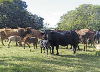 Boran: A no-fuss, no-hassle breed