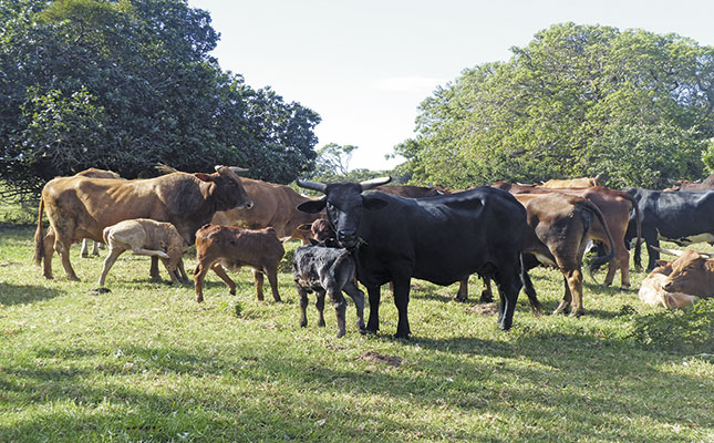 Boran: A no-fuss, no-hassle breed Boran: A no-fuss, no-hassle breed