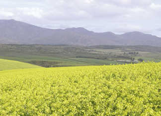 EU approves glyphosate use for only five years Canola