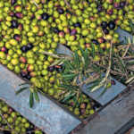 Olive oil success through innovation