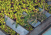 Olive oil success through innovation