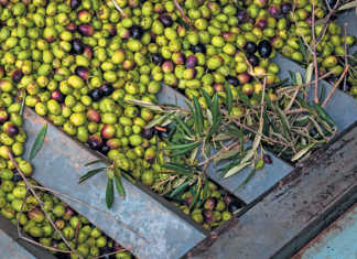 Olive oil success through innovation