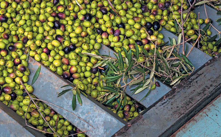 Olive oil success through innovation Olive oil success through innovation