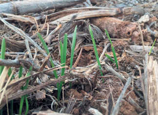 Using no-till practices for long-term sustainability