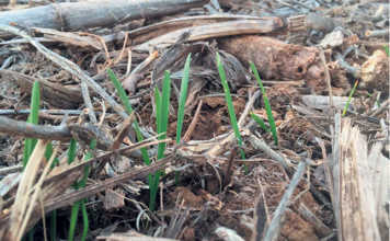 Using no-till practices for long-term sustainability