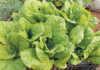 Growing lettuce at home Growing lettuce at home