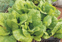 Growing lettuce at home