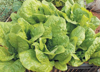 Growing lettuce at home