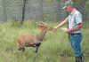 A step-by-step guide to intensive bushbuck breeding