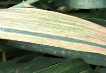 Signs of wheat leaf disease