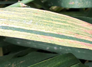 Signs of wheat leaf disease