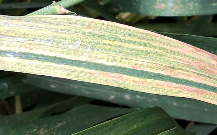 Signs of wheat leaf disease