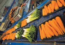 SA baby vegetables’ journey to international tables