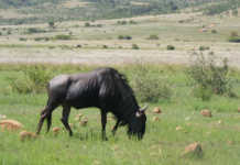 Swartruggens snotsiekte case postponed to February Swartruggens snotsiekte case postponed to February