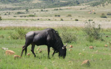 Swartruggens snotsiekte case postponed to February