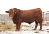 Red Simmentaler bull
