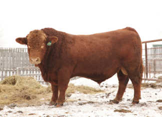 Canada’s livestock industry in pictures Red Simmentaler bull