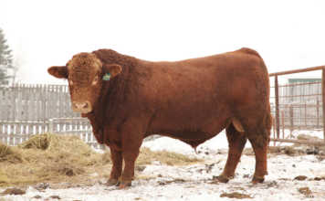 Red Simmentaler bull