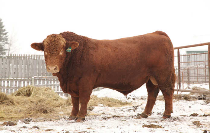 Red Simmentaler bull