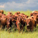 Drought impacts red meat prices in Western Cape