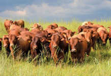 Drought impacts red meat prices in Western Cape Drought impacts red meat prices in Western Cape