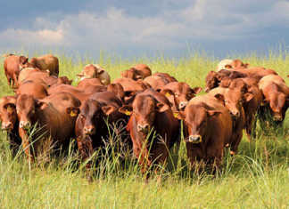Drought impacts red meat prices in Western Cape Drought impacts red meat prices in Western Cape