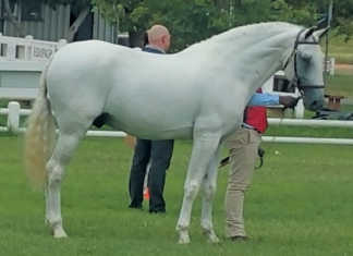 Breeding your mare