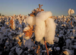 Cotton gains ground with up-to-date harvesting tech